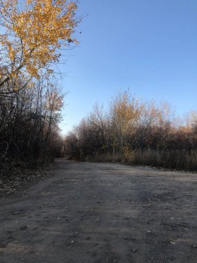 Ormandaki toprak yol