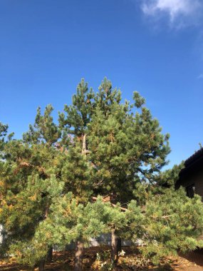 Evin yakınındaki çam ağaçları.