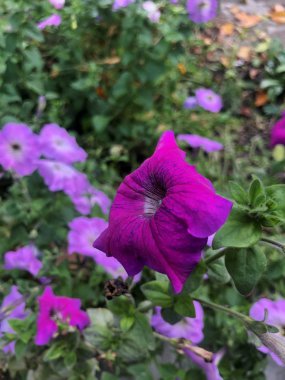 son sonbahar çiçekleri