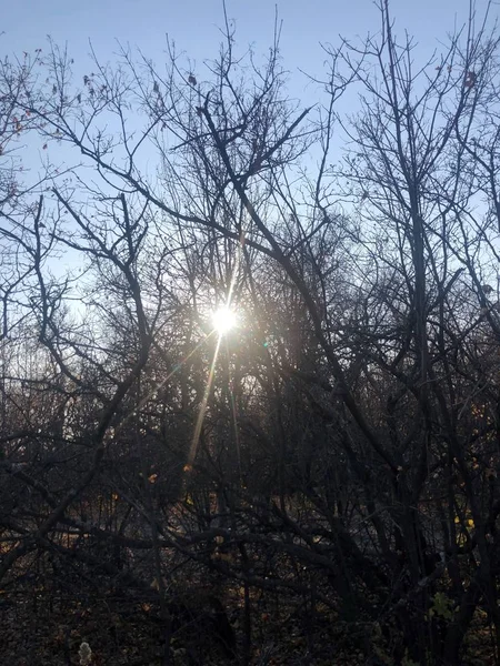 裸の木の間の太陽は — ストック写真