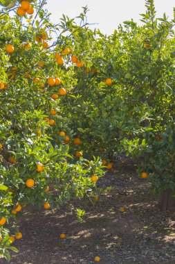 portakal ağaçların bahar bahçe içinde mavi gökyüzü altında 