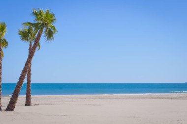 Arka plan açık mavi bir boşlukla palms adlı sol tarafına ve büyük kopya alanı ile bir plaj