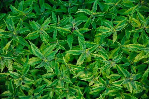 Minzfrische grüne Blätter im Hintergrund. Die Pflanze ist nützlich als Gewürz für ein frisches Aroma — Stockfoto