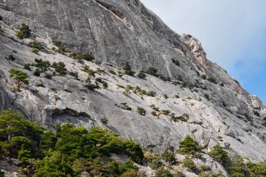 Dağ kayalıklarında küçük ağaçlar yetişir. Renkli manzara. Doğa arkaplanı