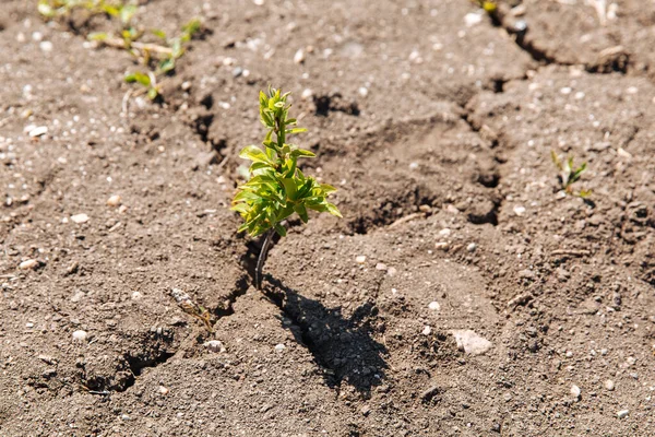 A green sprout sprouts from dry, cracked earth. The lack of rain, a global natural disaster. Global warming concept.