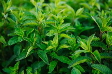 Taze, yeşil kokulu nane. Organik Nane Yetiştirme.