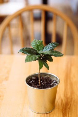 Demir bir demlikteki yeşil bir kahve ağacı ahşap bir masanın üzerinde duruyor..
