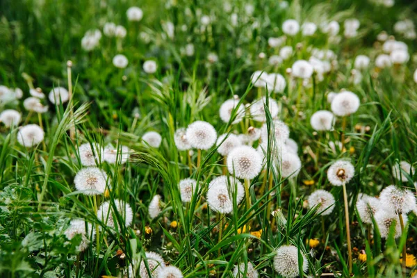 Green Field Yellow White Dandelions — Stock Photo, Image