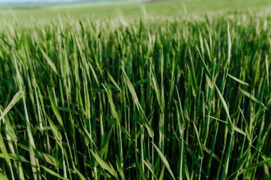 Mavi gökyüzünün altındaki yeşil buğday tarlası. Yaz manzarası. 
