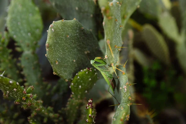 Groene Bidsprinkhaan Zoekt Prooi Een Cactus — Stockfoto