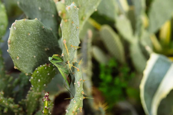 Green Mantis Looking Prey Cactus — Stock Photo, Image