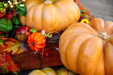 Güzel ve şirin balkabakları. Balkabaklarının yanında bir buket yaprak.