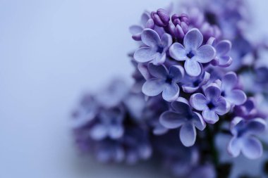 Bahar leylağı çiçekli dal. Doğa geçmişi. Kapatın. Boşluğu kopyala