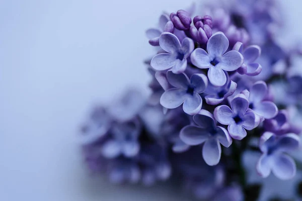 Branche Aux Fleurs Lilas Printanières Fond Naturel Ferme Espace Copie — Photo