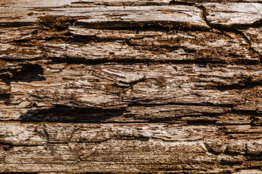 Ağaç kabuğunun dokusunu kapat. Yosun ve liken doğal ahşap üzerine.