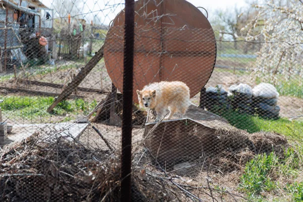 Small Mongrel Chain Carefully Examining Metal Mesh Fence — Stock Photo, Image