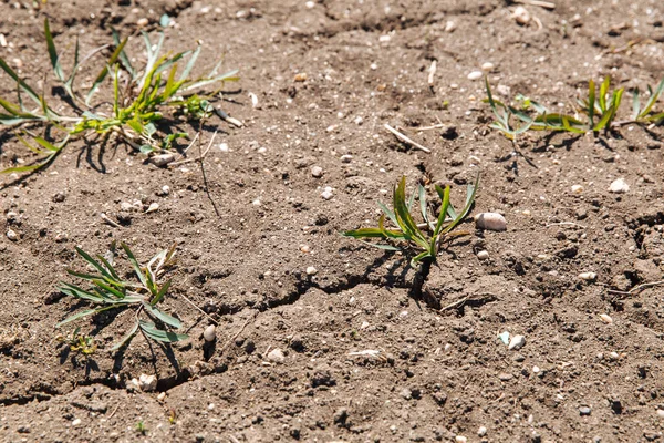 乾燥した砕けた土から緑色の芽が芽を出します 雨の不足 地球規模の自然災害 地球温暖化の概念 — ストック写真