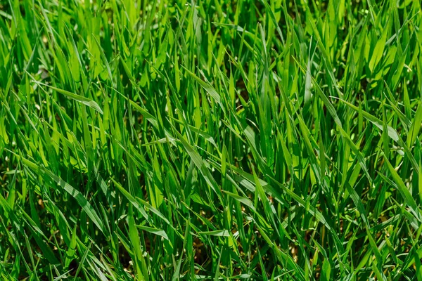 Herbe Verte Fraîche Par Temps Ensoleillé Contexte Naturel — Photo