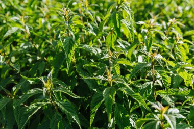 Taze yeşil nane yaprakları. Nane yapraklı arka plan. Ekoloji doğal kavram.