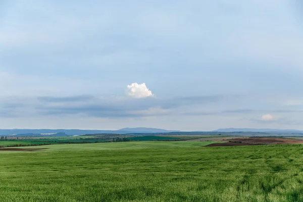 Yeşil tarla ve gökyüzü bulutlu, çimenler bahar arka planında, tarım mısır gevreği