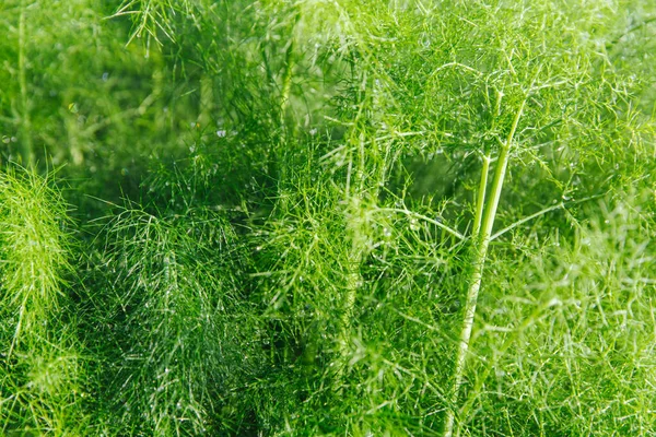 Endro Orgânico Verde Com Gotas Brilhantes Água Após Chuva Folha — Fotografia de Stock