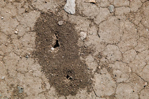 乾燥した亀裂の地面にアリの丘 地面にアリの穴 — ストック写真