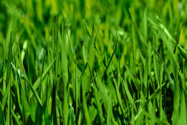 Herbe Verte Fraîche Par Temps Ensoleillé Contexte Naturel Gros Plan — Photo