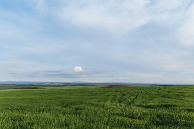 Yeşil tarla ve gökyüzü bulutlu, çimenler bahar arka planında, tarım mısır gevreği