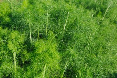 Yağmurdan sonra parlak su damlalarıyla yeşil organik dereotu. Kokulu dereotu yaprağı yetişiyor.