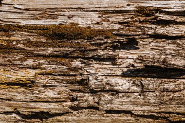 Ağaç kabuğunun dokusunu kapat. Yosun ve liken doğal ahşap üzerine.