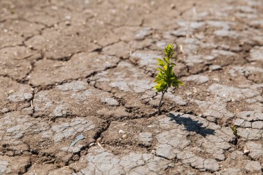 Kurumuş, çatlamış topraktan yeşil bir filiz çıkar. Yağmur eksikliği, küresel bir doğal felaket. Küresel ısınma kavramı.