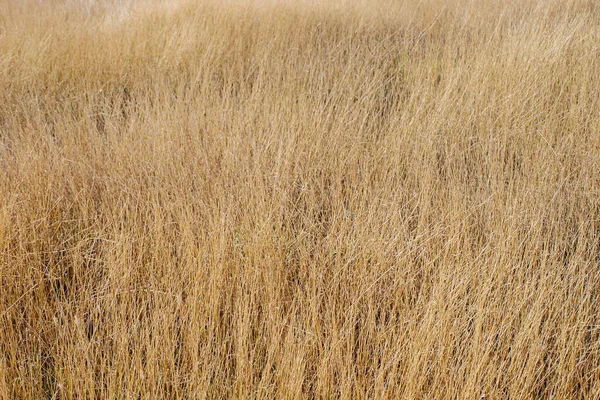 黄色的田野干草场 草原背景 — 图库照片