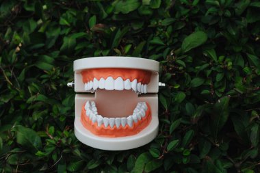 Çenenin anatomik modeli yeşil yapraklar üzerinde yatar.