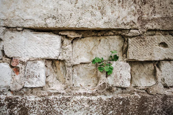 A green plant sprout is knocked out of a brickwork. Life concept. Texture.