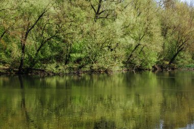 Güzel doğal yeşil çalılıklar gölün arka planında suyla birlikte. Manzara ağaçlarla çevrili küçük bir gölün yüzeyine yansıyor..
