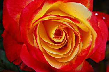 Intense red and yellow rose