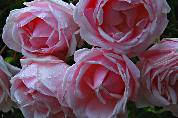 Set Roses Soaked Dew — Stock fotografie