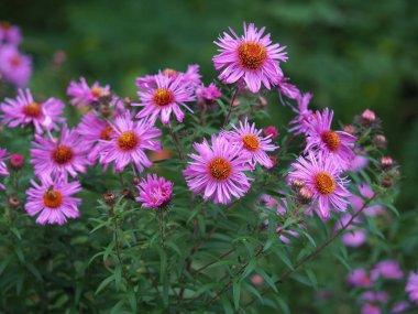 Pretty pink New England asters (Aster novae-angliae) flowering in a garden clipart