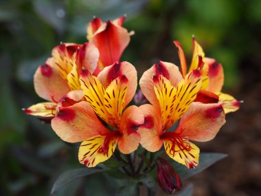 Güzel turuncu ve sarı Peru zambak çiçekleri (Alstroemeria), sonbahar bahçesinde çeşitli Hint Yazları
