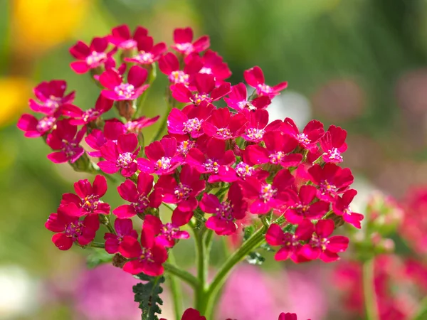 Detailní Záběr Krásné Růžové Květy Achillea Millefolium Letní Zahradě — Stock fotografie