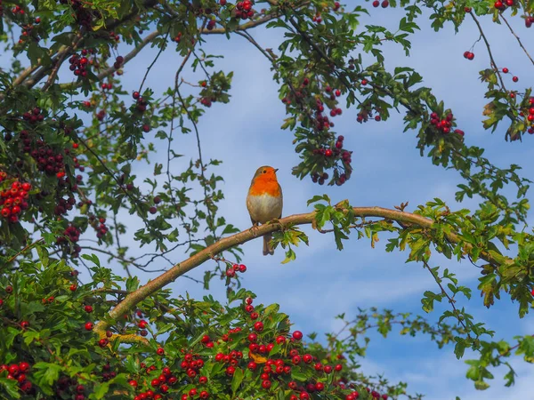 Європейський Вільшанка Erithacus Rubecula Дереві Червоними Ягодами — стокове фото