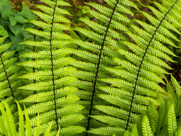 Nahaufnahme von leuchtend grünen Farnblättern, Dryopteris wallichiana — Stockfoto
