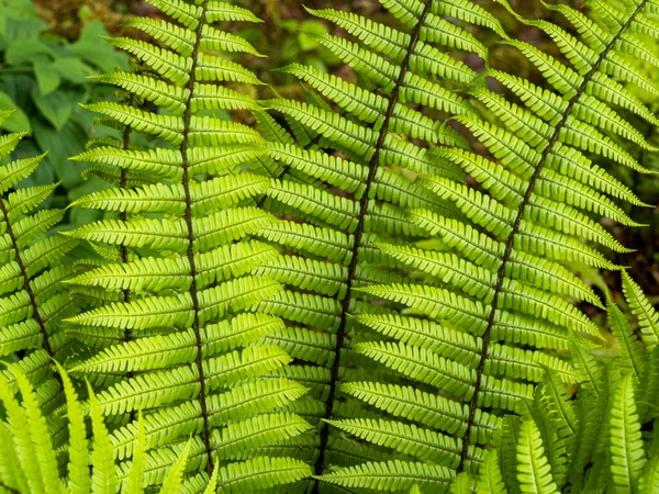 Detailní záběr jasně zelených kapradinových listů, Dryopteris wallichiana — Stock fotografie