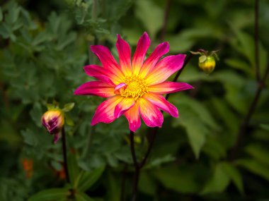 Pembe ve sarı Dahlia Parlak Gözler çiçek ve tomurcuklar