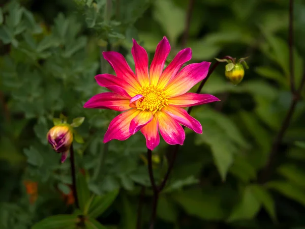 Rosa e amarelo Dahlia Brilhante Olhos flor e botões — Fotografia de Stock