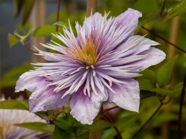 Güzel leylak renkli Clematis Kristal Çeşmesi