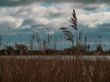 Wheldrake Ings 'de sazlıklar, Kuzey Yorkshire, İngiltere