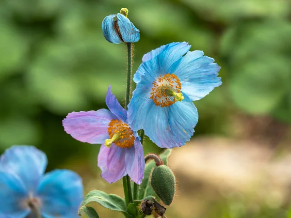 Blauwe en paarse Meconopsis papaver bloemen en knop — Stockfoto