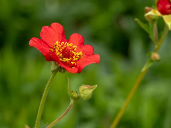 Bahçedeki güzel turuncu Geum feuerball çiçeği — Stok fotoğraf
