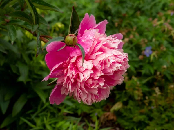 Schöne rosa Paeonia lactiflora Blüte mit Regentropfen — Stockfoto
